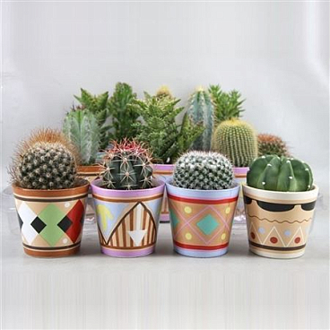 Cactus Mix In Picassopot
