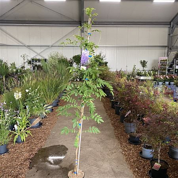 Wisteria Sinensis On Stick