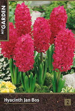 Гиацинт садовый Ян Бос