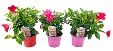 Dipladenia Rio