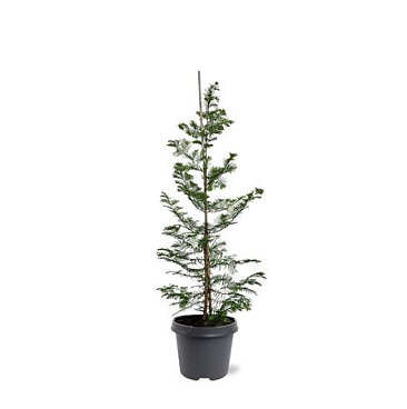 Metasequoia Glyptostroboïdes