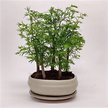 Bonsai Metasequoia Forest With Drip Tray