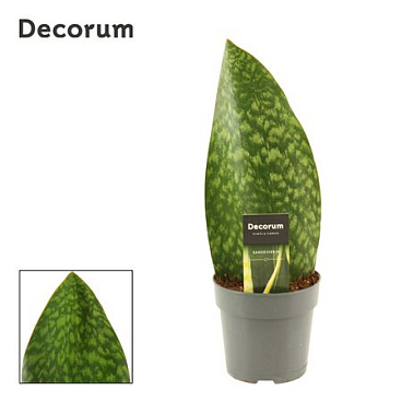 Sansevieria Masoniana Green (decorum)