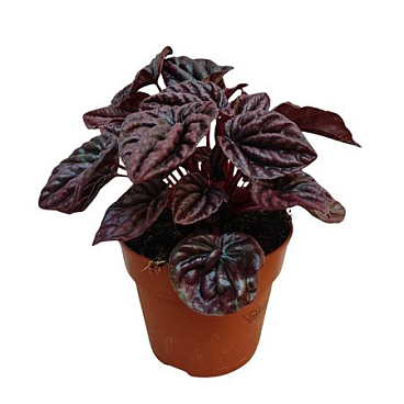 Peperomia Red Luna