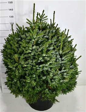 Picea Om Nana