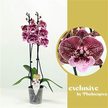 Phal 2st Ingrid 16+