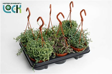 Senecio Mix
