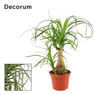 Beaucarnea On Stem (decorum)