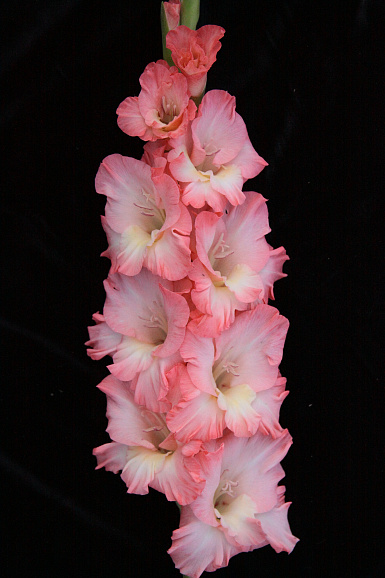 Гладиолус крупноцветковый Бель Туаве