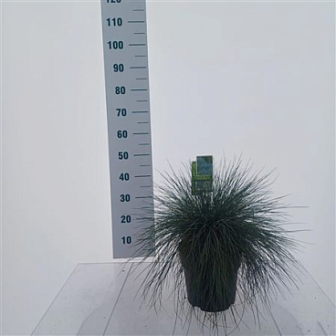 Festuca Glauca Elijah Blue