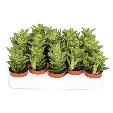 Алоэ скуарроса