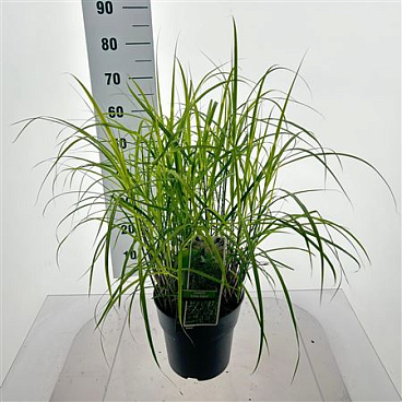 Miscanthus Sin Little Zebra
