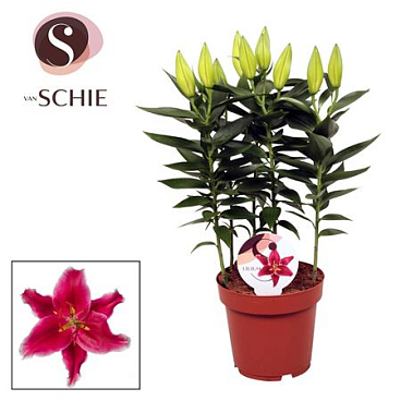Lilium Or Starlight Express 5pp