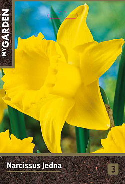 Нарцисс крупнокорончатый Джедна