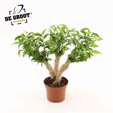 Ficus Be Crazy Tree