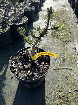 Сосна горная Киссен