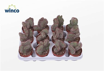 Nictocereus Cristata
