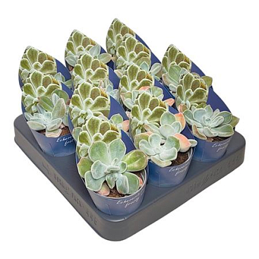 Echeveria Pulvinata Frosty White Potcover