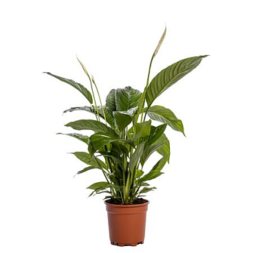Spath Sweet Lauretta 2+ Blanco Sleeve