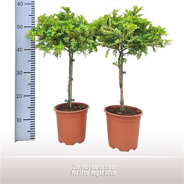 Zanthoxylum On Stem