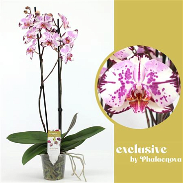 Phal 2st Magic Art 14+ (фаленова)