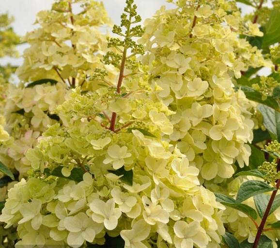 Гортензия метельчатая Кенделайт