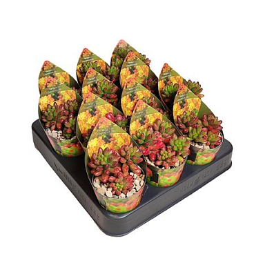Sedum Rubrotinctum Potcover