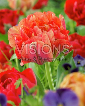 Тюльпан махровый поздний Гудошник Дабл