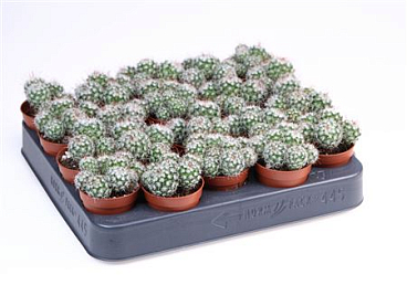 Mammilaria Bombycina