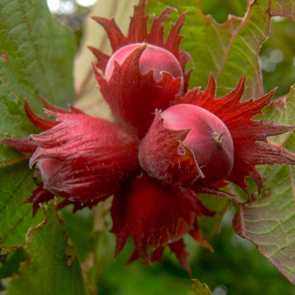 Лещина обыкновенная Московский Рубин в тубе