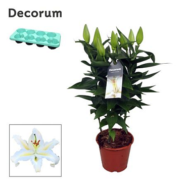Lilium Or Starlight White 3pp (decorum)