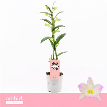 Dendr Nob 1st Kumiko Compact Orchid Collection
