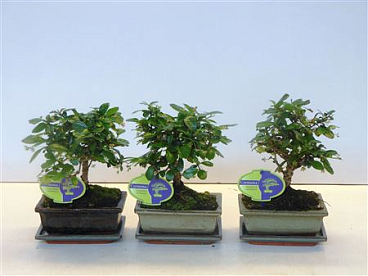 Bonsai Carmona Macrophylla Broom With Drip Tray