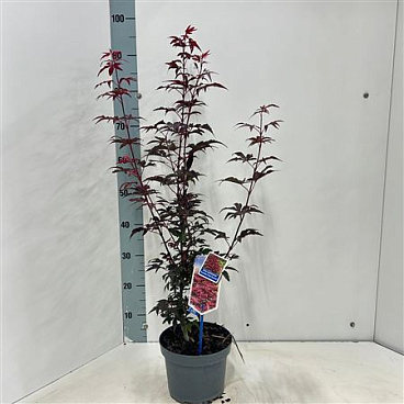 Acer Palm Twombly's Red Sentinel