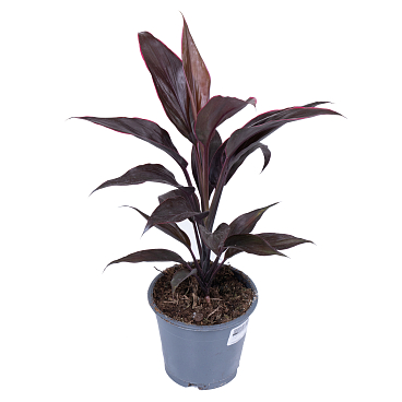 Кордилина Мамбо