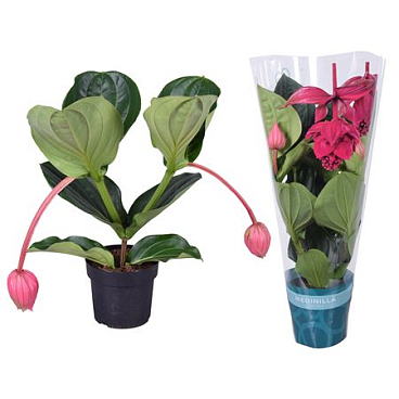 Medinilla Magnifica Flamenco 2 Etage 2fl