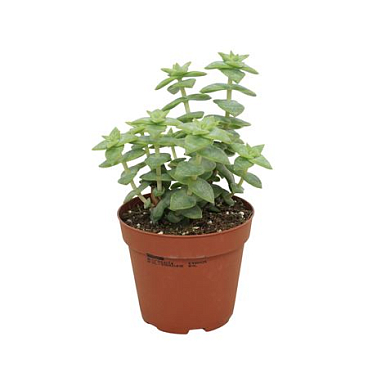 Crassula Perforata 8,5 Cm