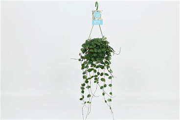 Hoya Mathilde Hangpot