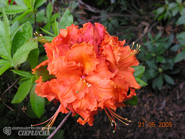 Азалия нэп-хилл Гибралтар