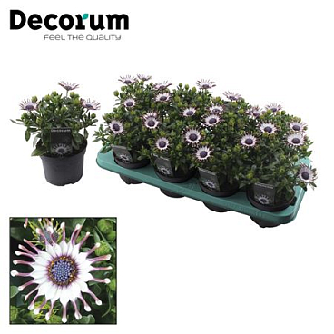 Osteospermum Philip (decorum)