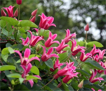 Клематис техасский Принцесса Диана