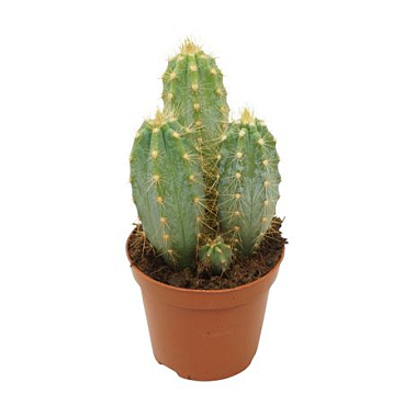Pilosocereus Azureus 8,5 Cm