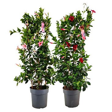 Mandevilla Sundaville Mix On Reck