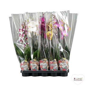 Phal 2st Promiss Mix 12+ (levo)