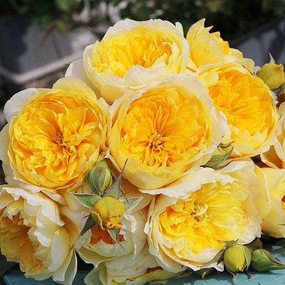 Роза парковая Татчин Мyн