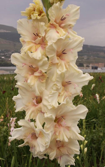 Гладиолус крупноцветковый Властелин