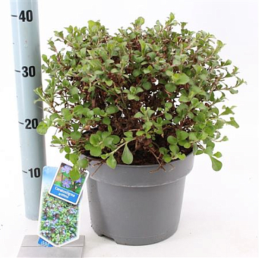 Ceratostigma Griffithii