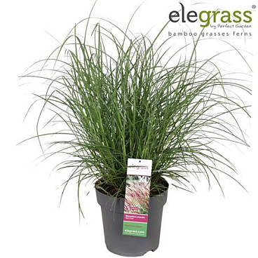 Miscanthus Sinensis Red Chief