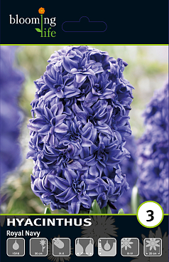 Гиацинт махровый Роял Нэви