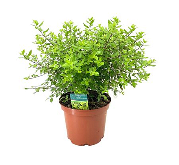 Pittosporum Midget